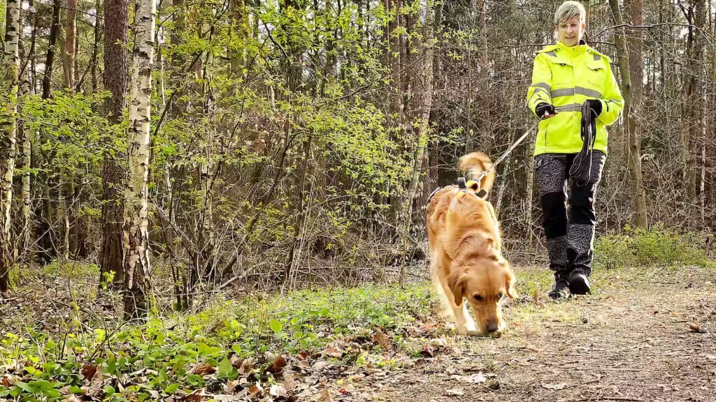 Sabine von der Trail Akademie Nord führt Golden Retriever-Hündin Kira beim Mantrailing-Training durch einen norddeutschen Wald.