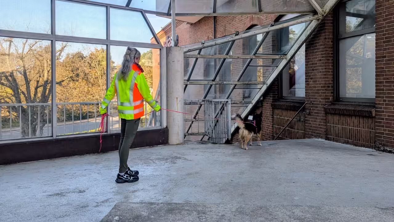 Ein Mantrailing-Hund steht vor einer Treppe.