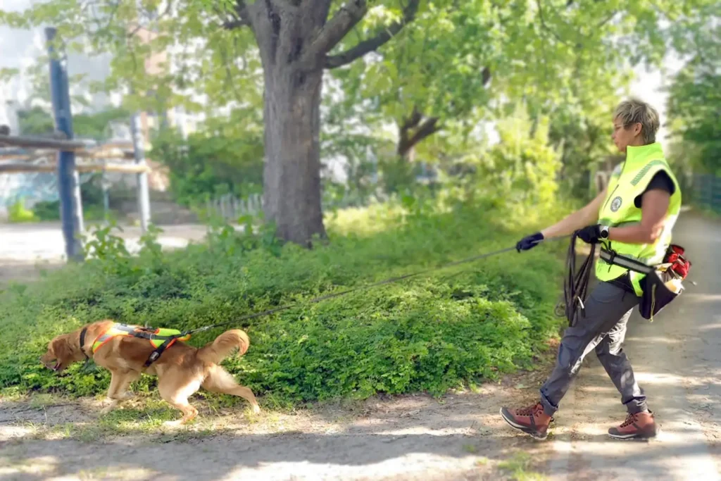 Sabine Reincke beim Mantrailing: Golden Retriever im Suchgeschirr arbeitet mit tiefer Nase an der gespannten Schleppleine.